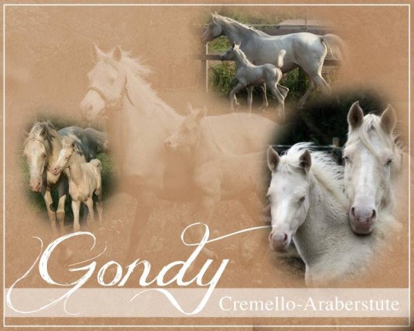 broodmare Gondy (Arab half breed / Partbred,  , from Mayghib ox)