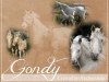 Zuchtstute Gondy (Arabisches Halbblut / Partbred,  , von Mayghib ox)