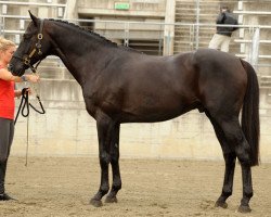 horse Higgins Burme (Hanoverian, 2001, from Heraldik xx)