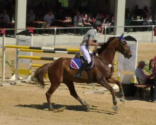 Reitturnier Bad Schussenried 2018