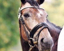 dressage horse Royal Diamond's Raffinesse (Oldenburg, 2011, from Royal Diamond)