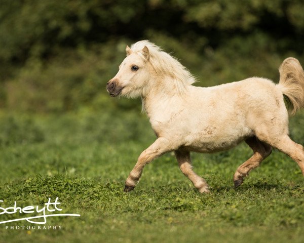 horse Amelie vom Rindergraben (Shetland Pony, 2017, from Kimba)