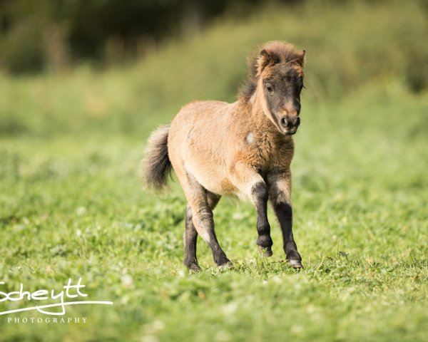 jumper Umbrella vom Rindergraben (Shetland Pony, 2017, from Vulkan vom Melkweg)