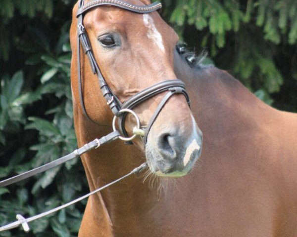 dressage horse Connor McLeod (Oldenburg, 2005, from Calimbo)