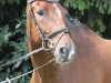 dressage horse Connor McLeod (Oldenburg, 2005, from Calimbo)