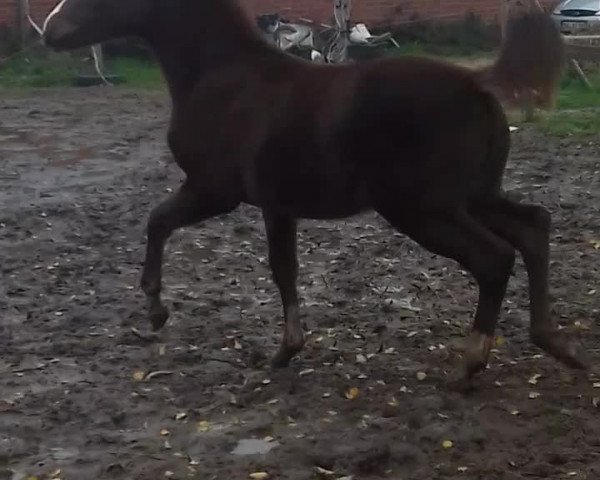 broodmare Aurelie (German Riding Pony, 2017, from Ninjaro)