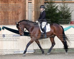 dressage horse Amourage (Holsteiner, 2010, from Aljetto)