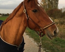 Pferd Sugs Fay Olena (Quarter Horse, 2009, von Olena San Badger)