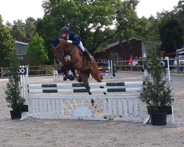 jumper For Granted (Hanoverian, 2007, from For Edition)