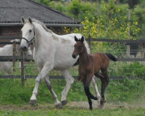 broodmare Tosca (Holsteiner, 2003, from Cassini I)