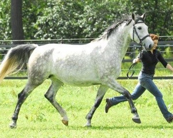 broodmare U.Renaissance M (Dutch Warmblood, 2001, from Carthago)