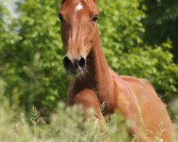 Pferd Djamila Lu (Deutsches Reitpony, 2013, von Destino)