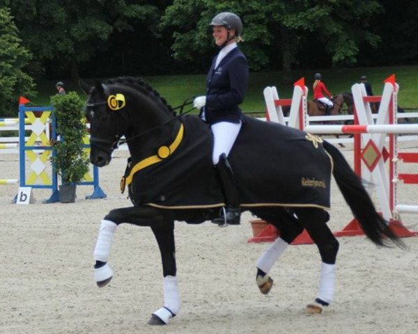 stallion Sorrento Snoerri FBW (Württemberger, 2010, from San Amour I)