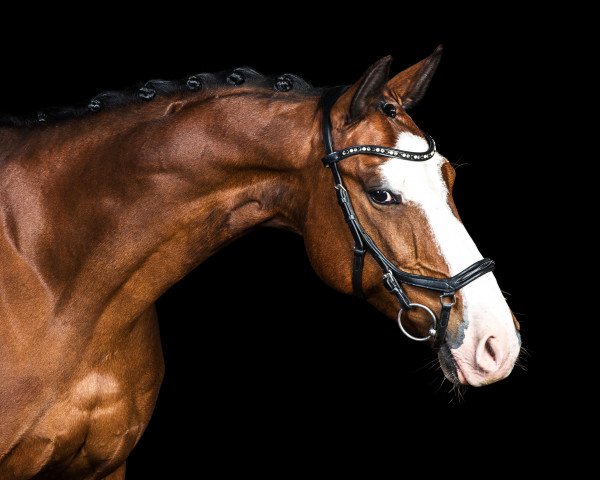 dressage horse Be Monti (German Riding Pony, 2007, from Boss jun.)