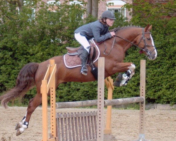stallion Mon Linaro de Florys (French Pony, 2000, from Linaro)
