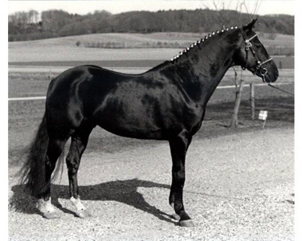 stallion Cansas (German Riding Pony, 1982, from Forge Cirrus)