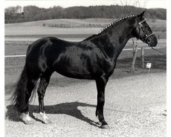 Deckhengst Cansas (Deutsches Reitpony, 1982, von Forge Cirrus)