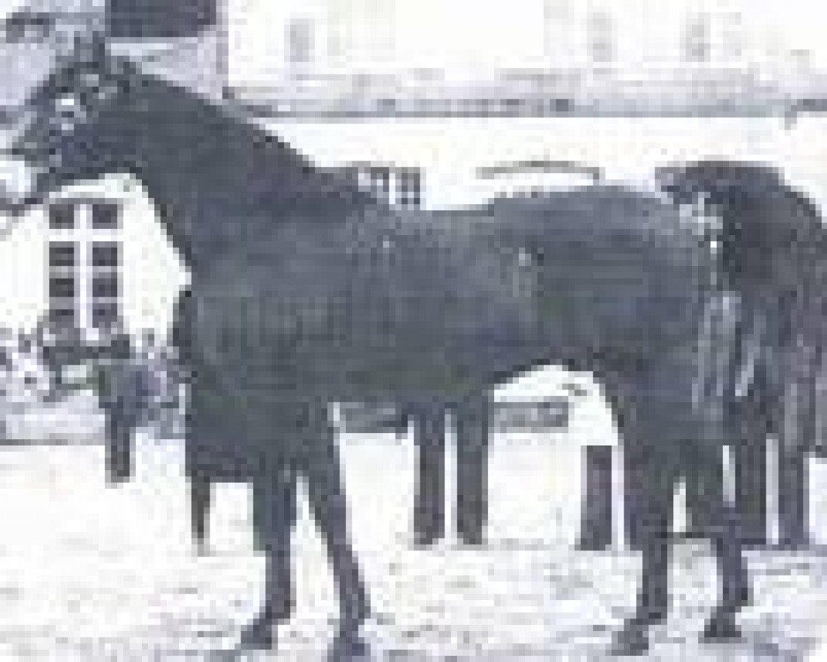 stallion Irmak ox (Arabian purebred, 1959, from Aissaoui ox)