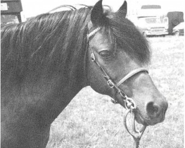 stallion Burstye Flavius (Welsh-Pony (Section B), 1966, from Criban Victor)