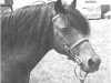 Deckhengst Burstye Flavius (Welsh Pony (Sek.B), 1966, von Criban Victor)