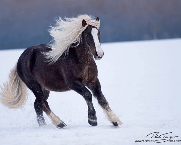 Pferd Morlok vom Bareiss (Schwarzwälder Kaltblut, 2014, von LVV Modem)