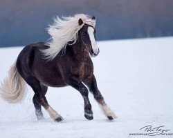 horse Morlok vom Bareiss (Black Forest Horse, 2014, from LVV Modem)