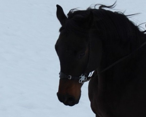 dressage horse Rasputino Roswin (Württemberger, 2006, from Rosario)