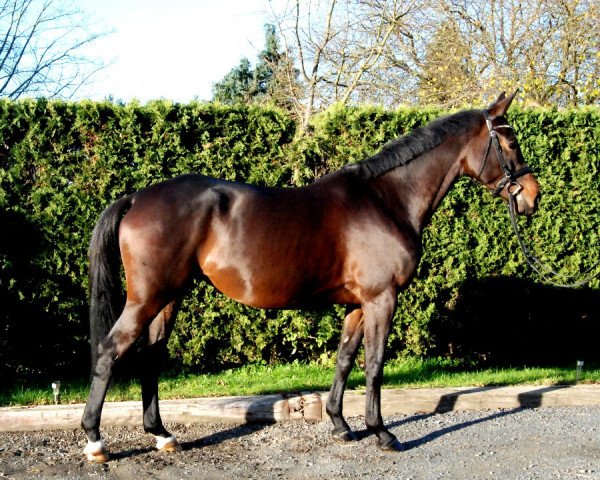 jumper Dakota (Trakehner, 2012, from Saint Cyr)