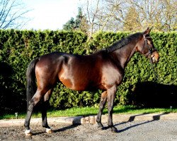 Springpferd Dakota (Trakehner, 2012, von Saint Cyr)