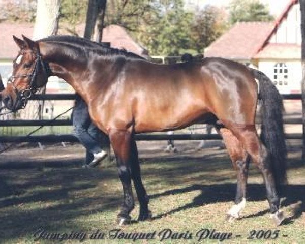 Deckhengst Moonlight Berenger (Französisches Pony, 2000, von Linaro)