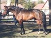 stallion Moonlight Berenger (French Pony, 2000, from Linaro)