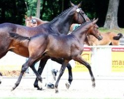 broodmare Florenz (Rhinelander, 1994, from Feuerfunke xx)