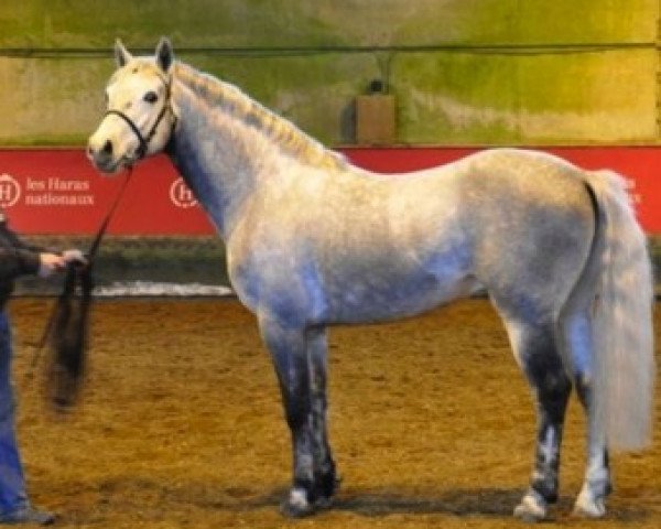 stallion Punch du Mesnil (Connemara Pony, 2003, from Castleside Glen Boy)