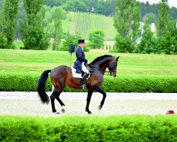 stallion Sir Liberty (Oldenburg, 2003, from Sir Landadel)