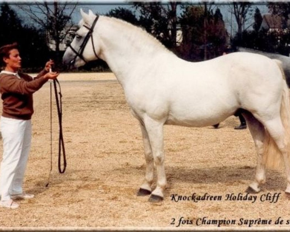 stallion Knockadreen Holiday Cliff (Connemara Pony, 1971, from Ballintemple Dun Rambler)