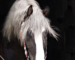 horse Wildfang (Black Forest Horse, 2008, from Weißherbst)