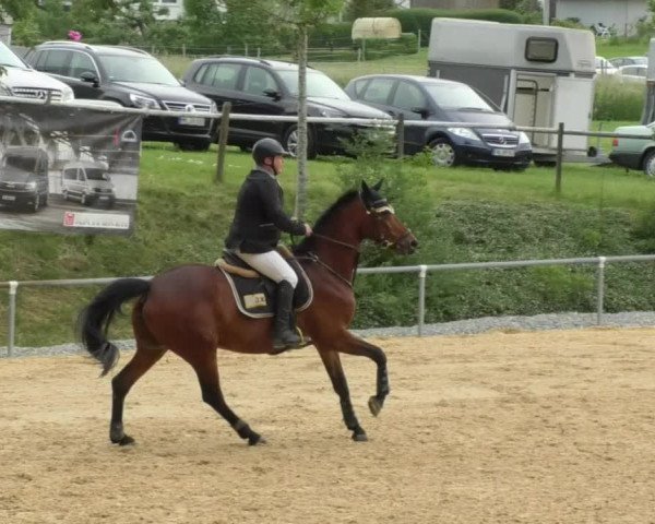 Reitturnier Bad Schussenried 2018