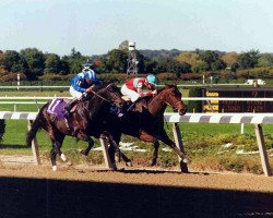 stallion Dayjur xx (Thoroughbred, 1987, from Danzig xx)