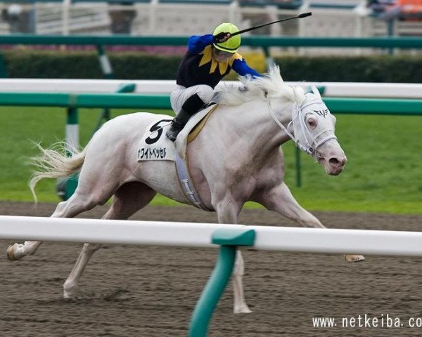 stallion White Vessel xx (Thoroughbred, 2004, from Kurofune xx)