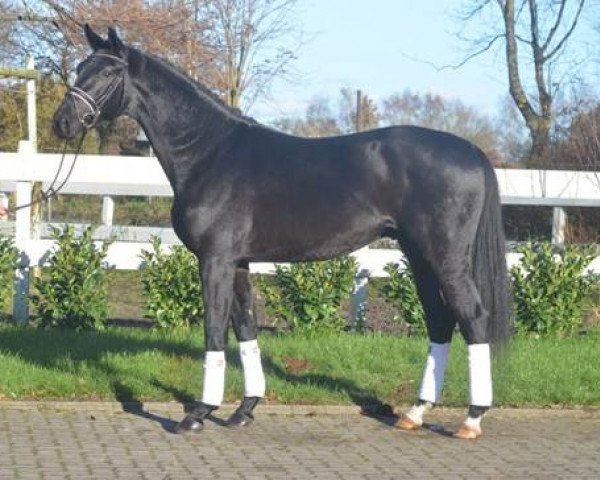dressage horse Feiner Kerl (Hanoverian, 2015, from Finest)