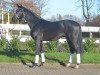 dressage horse Feiner Kerl (Hanoverian, 2015, from Finest)