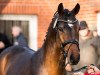 Dressurpferd Café au Lait WE (Deutsches Reitpony, 2015, von Kastanienhof Cockney Cracker)