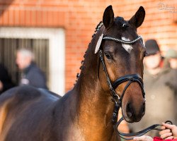 dressage horse Café au Lait WE (German Riding Pony, 2015, from Kastanienhof Cockney Cracker)