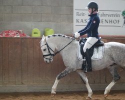 Dressurpferd Cartier's White Chocolate (Deutsches Reitpony, 2014, von Cartier de Deluxe)