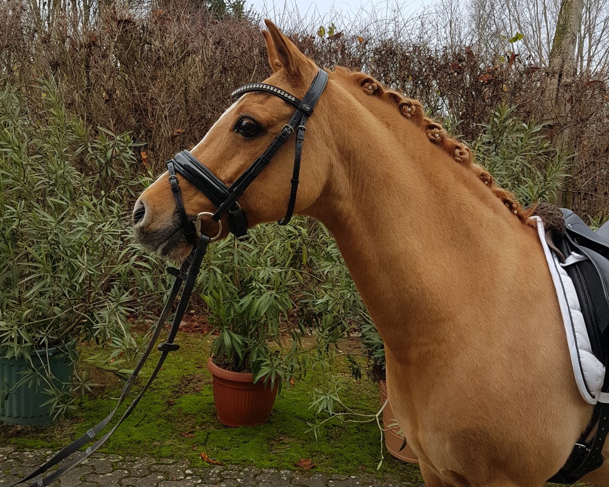 Dressurpferd Darling (Deutsches Reitpony, 2003, von Danny Gold)