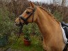 dressage horse Darling (German Riding Pony, 2003, from Danny Gold)