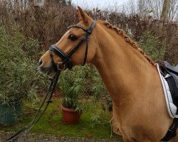 dressage horse Darling (German Riding Pony, 2003, from Danny Gold)