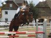 jumper Vesna Green (Hanoverian, 2011, from Vulkano FRH)