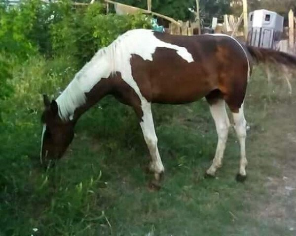 Pferd SANTOS (Pinto mit Reitpferdepedigree, 2016)