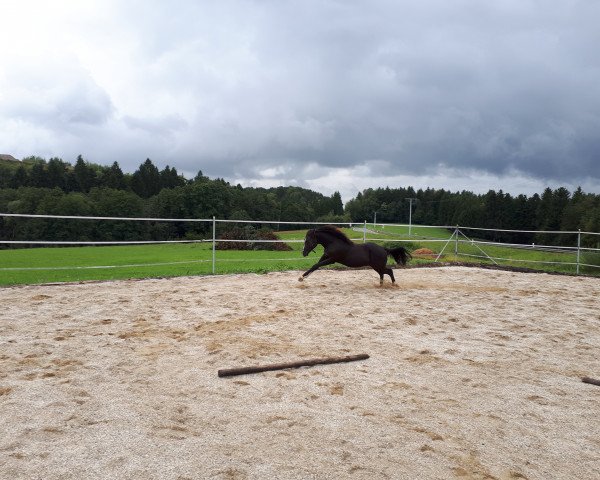 broodmare Abilene Blue Smart Sujo (Paint Horse, 2016, from Bevs Sujo)